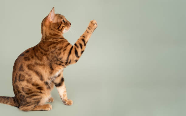 istock Bengal cat with raised paw on green background. Side view. 2196599902