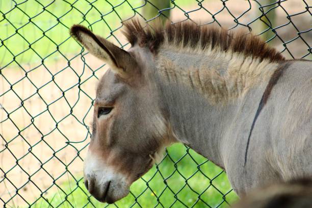 istock Donkey on the Farm 2196601978