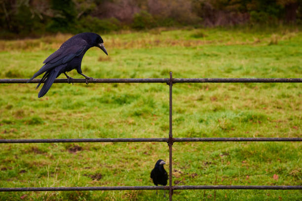 istock Blackbirds perched on a rustic fence in a green field, Ireland 2196602634