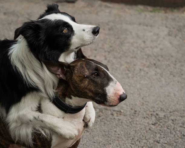 istock Black and white border collie hugging a brindle bull terrier on a walk. 2196602887