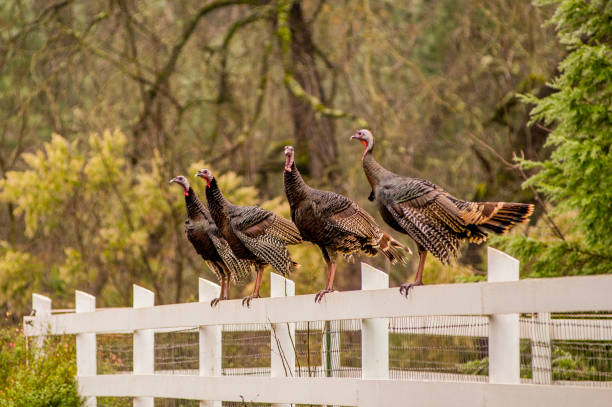 A row of wild turkeys (Meleagris Gallopavo) on a wooden fence, Northern California.