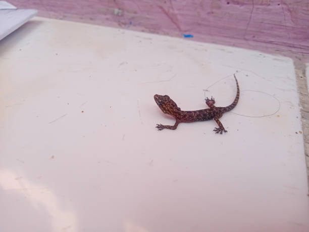 istock the lizard walks creeping on the white floor 2196609008