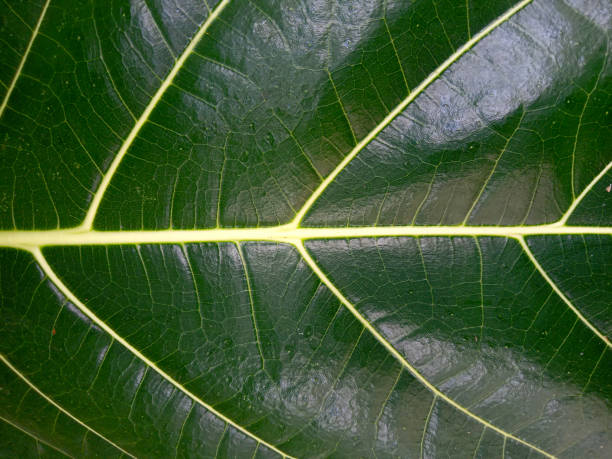 istock green leaf bone detail photo 2196610007