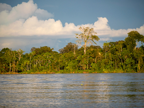 Amazon Rijeka Amazon River Landscape With Rainforest Stock Photo - Download Image Now ...