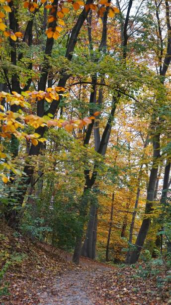 istock Autumn path in Englischer Garden Park in Munich Germany 2196610141