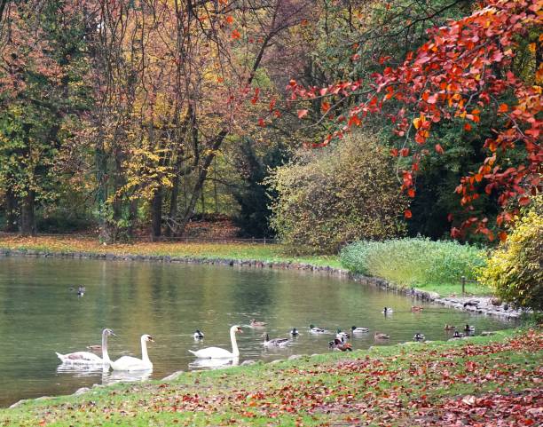 istock Swans on lake with autumn leaves 2196610793