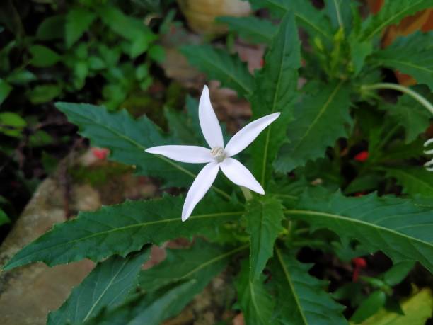 istock Hippobroma longifora plant 2196611678