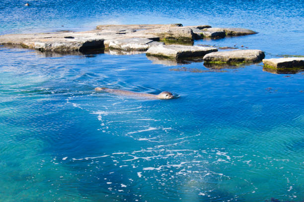 Sea enjoying water