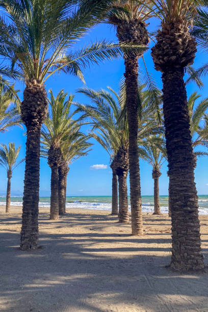 istock Palms on the beach in Torremolinos, Spain 2196614801