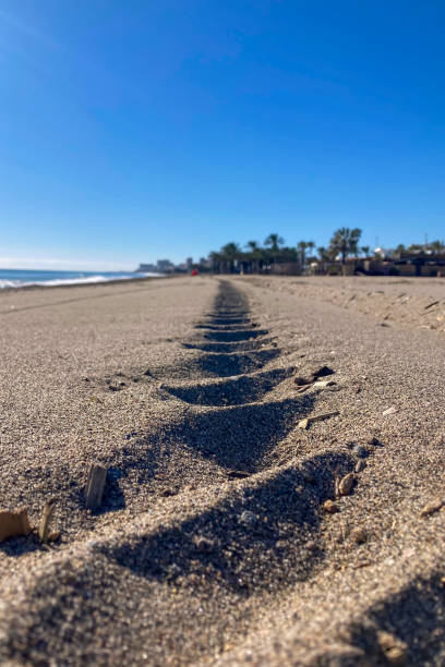 istock Tractor tracks on the beach in Torremolinos, Spain 2196614850
