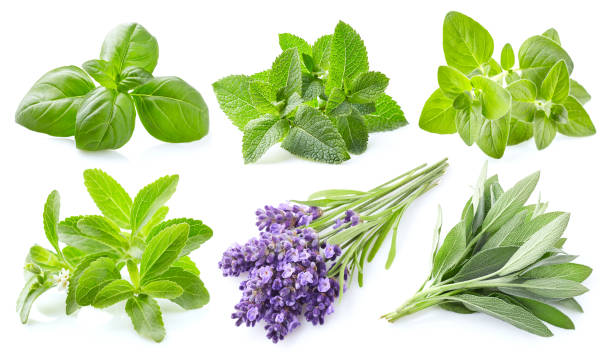 istock Collection of fresh herbs on white background 2196615723