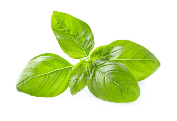 istock Basil leaves in closeup 2196615784