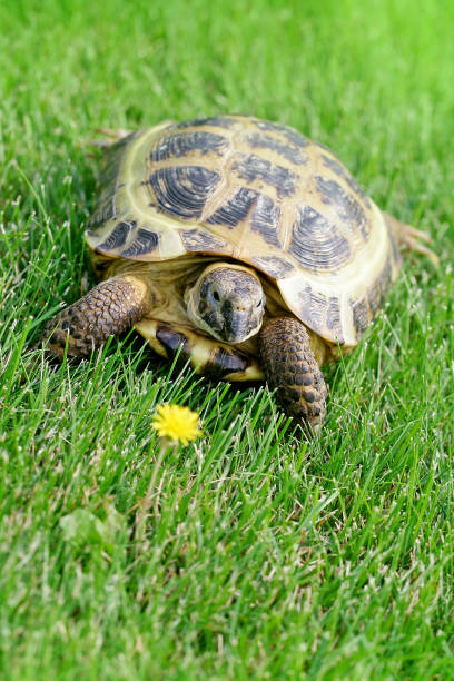 istock Russian Tortoise on green grass going to eat a dandelion 2196616362