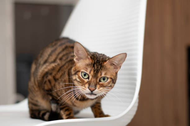 istock bengal cat sitting on a white chair with a snarling expression on his face, a feeling of danger and alertness. The cat's gaze and protective posture suggest increased alertness and protection. 2196616656