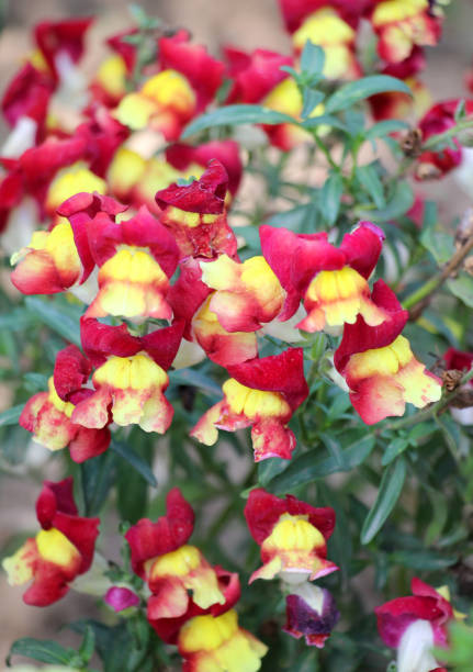 Antirrhinum blooms in the flowerbed in summer
