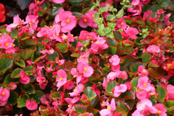 istock Begonia growing in a flower bed 2196616805
