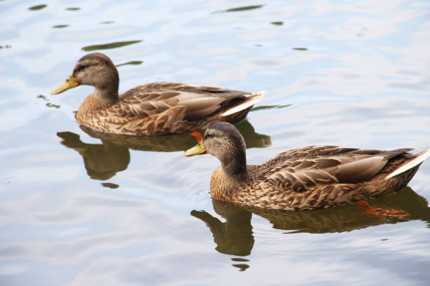 Mallard duck (Anas platyrhynchos) in a natural pond
