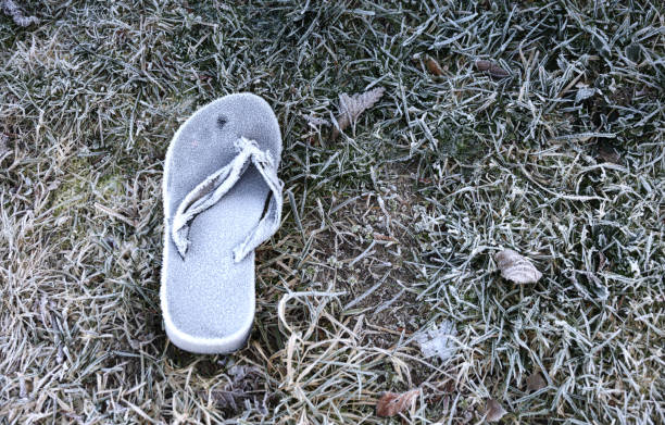A left sandal with frost on a lawn in Metro Vancouver. Winter morning.