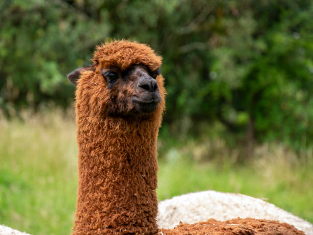 istock Brown Llama in a Rural Landscape: Andean Nature Connection 2196617787
