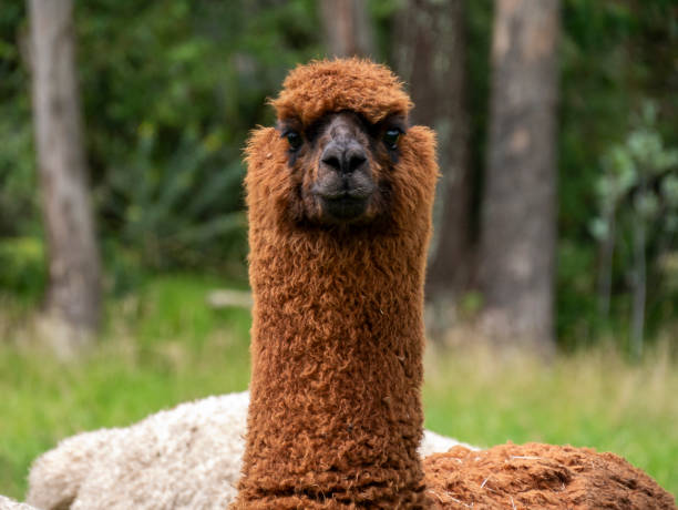 istock Brown Llama in a Rural Landscape: Andean Nature Connection 2196619021