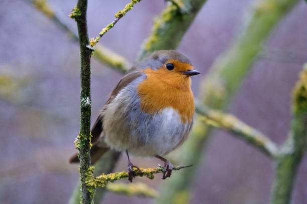 istock robin woodland bird perched in branches 2196621104