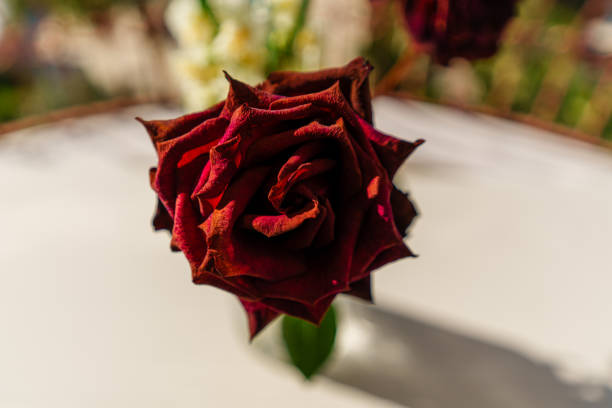 Withered dark red rose emphasized against a blurred background and white surface, evoking deep emotions.