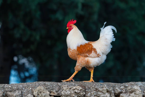 istock Colourful rooster walks on a stone wall 2196622336