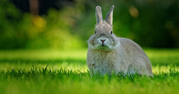 istock A curious gray rabbit sits in the grass, attentively observing its surroundings on a bright spring day, symbolizing the Easter spirit and nature's renewal. 2196623055