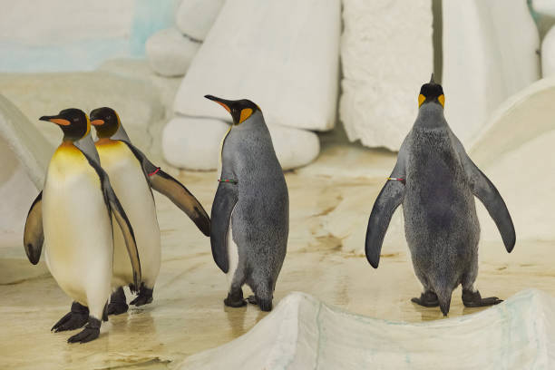 The king penguin Aptenodytes patagonicus