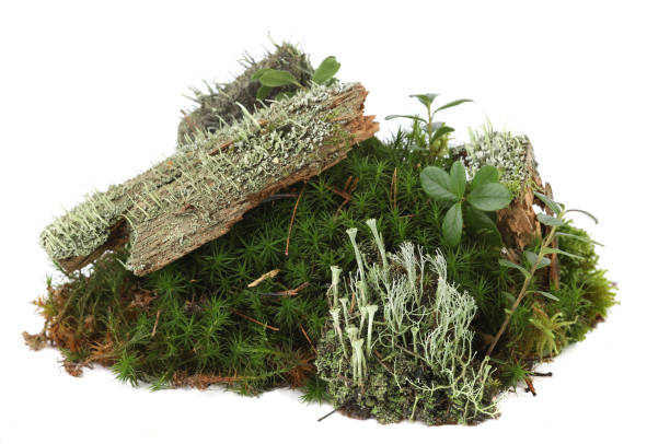 istock Piece of forest floor with moss, plants, branches isolated on white background. 2196625472