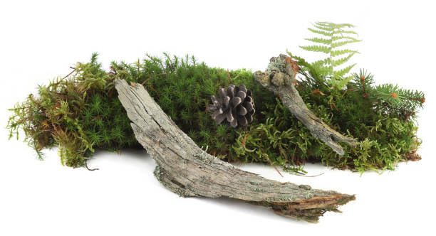 istock Piece of forest floor with moss, plants, branches, cones isolated on white background. 2196625485