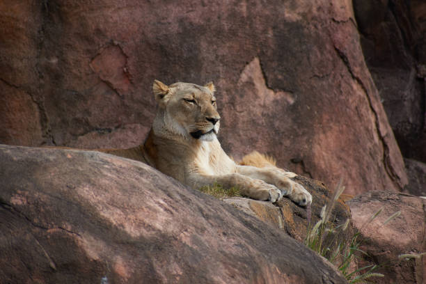 High resolution stock image of a female lioness in her natural habitat.  Majestic predator looking out.