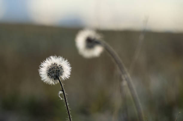 This photo captures a delicate dandelion seed head in soft focus, standing against a blurred natural background, evoking a serene and tranquil atmosphere.