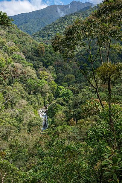 A clear stream runs through the dense tropical rainforest, flowing between rocks and splashing water. The streamside is covered with verdant moss and vegetation, exuding a strong natural atmosphere. The sun shines through the forest, illuminating the sparkling stream, showing the tranquility and vitality deep in the rainforest.