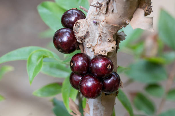 istock Ripe Jaboticaba on the trunk of a tree. 2196631004