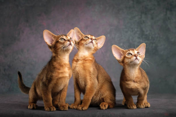 istock Three ginger kittens posing beautifully on a gray background, Several Abyssinian kittens, studio shooting 2196631737