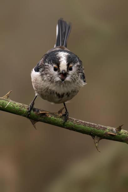 istock Long-tailed tit on thorny branch 2196631934