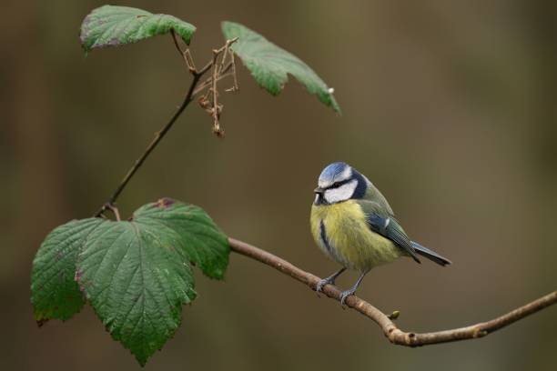 istock Blue tit on a branch with green leaves. 2196631957