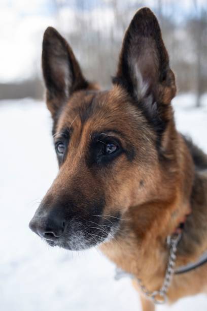 istock Alert German Shepherd in Snowy Landscape 2196632992