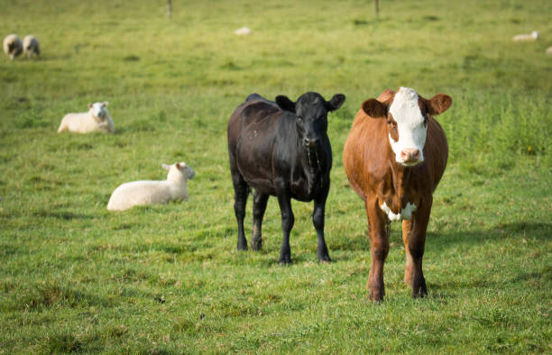 rural scene with cows and sheep in green feild
