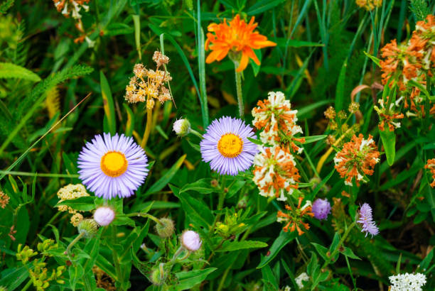 Beautiful Mountain Flowers i summertime at Glacier National Park in Montana