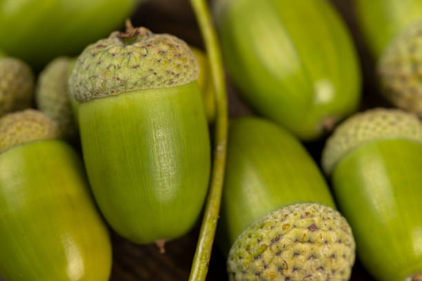 beautiful big oak fruits acorns, not ripe green oak acorn close-up