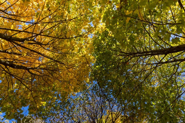 maple foliage on branches in sunny autumn weather, beautiful maple foliage during warm Indian summer in warm autumn weather