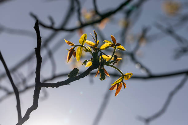 A walnut blooming against a blue sky closeup, sunny weather in an orchard