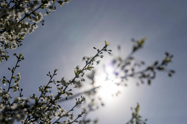 a cherry blooming in May against a blue sky, sunny weather in an orchard with cherries