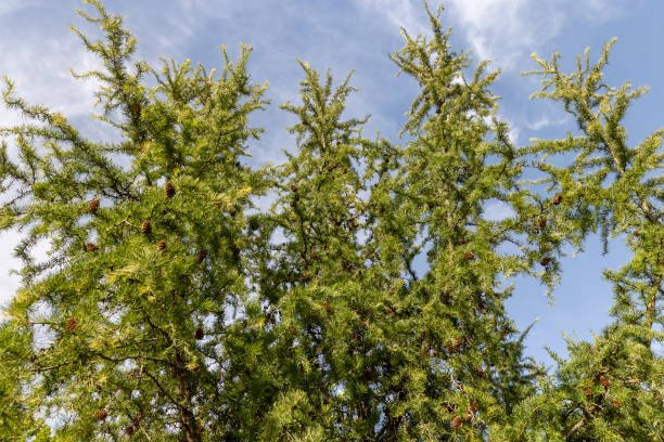 istock beautiful larch with green foliage in September 2196646051