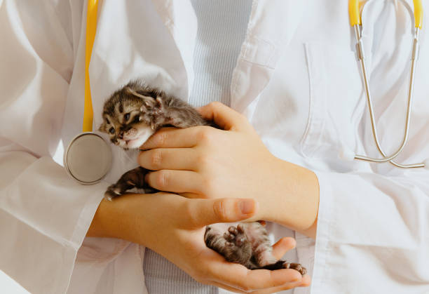 istock A child holds a newborn kitten in his hands. 2196647609