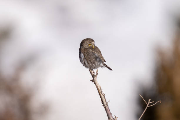 Pygmy owl on a branch in the winter in Yellowstone National Park