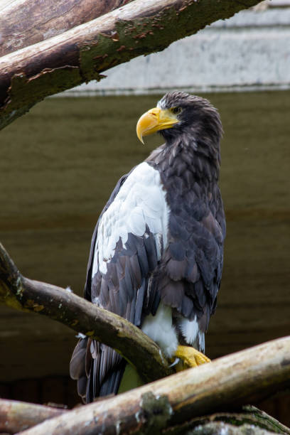 istock An eagle sits on a tree branch in the Prague Zoo 2196649840