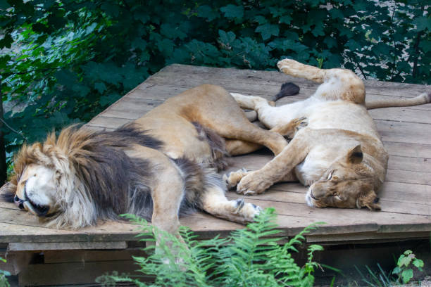 A sleeping lion lies on a wooden floor in the Prague Zoo